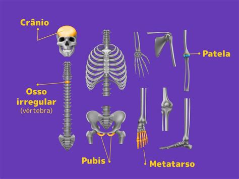 classificação dos ossos-4